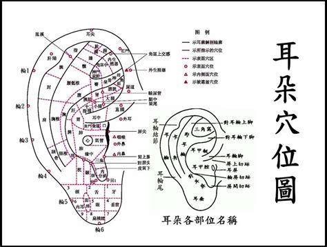 耳洞禁忌|馬偕紀念醫院 衛教單張：穿耳洞